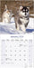 Alaskan Malamute 2026 Square Wall Calendar