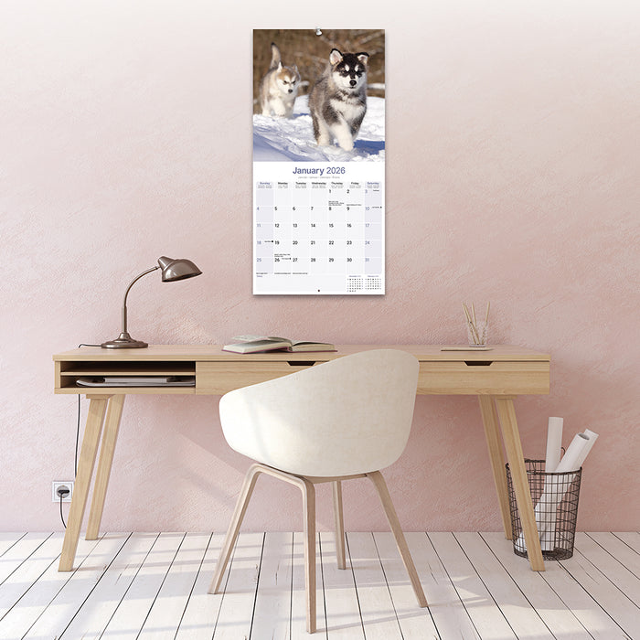 Alaskan Malamute 2026 Square Wall Calendar