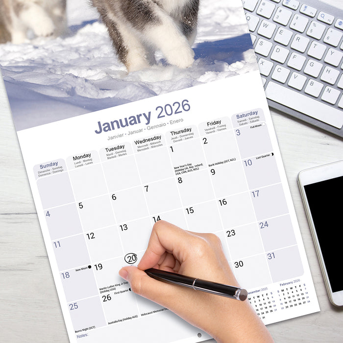 Alaskan Malamute 2026 Square Wall Calendar