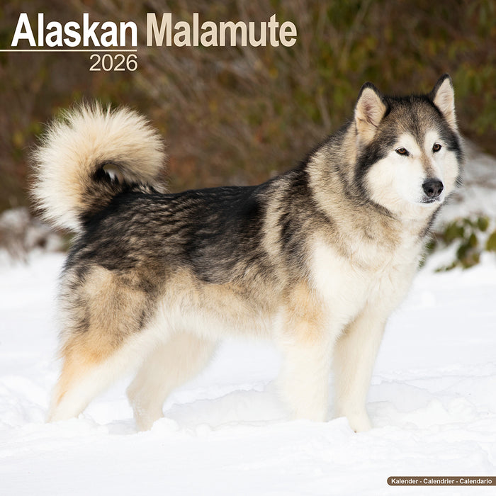 Alaskan Malamute 2026 Square Wall Calendar