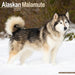 Alaskan Malamute 2026 Square Wall Calendar