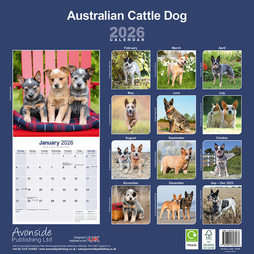Australian Cattle Dog 2026 Square Wall Calendar