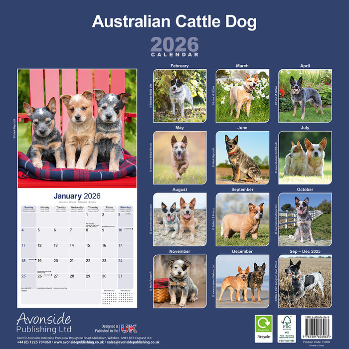 Australian Cattle Dog 2026 Square Wall Calendar