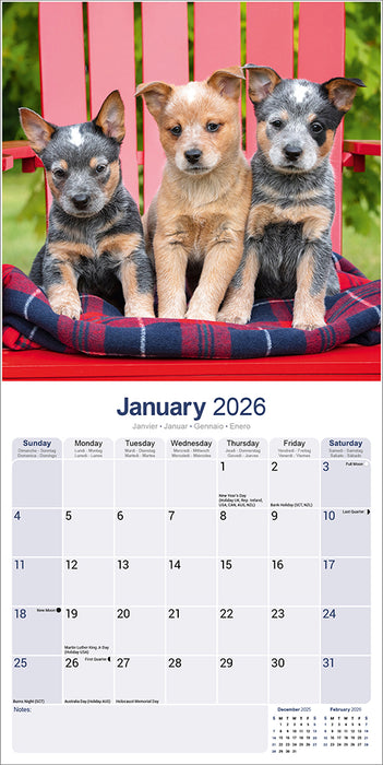 Australian Cattle Dog 2026 Square Wall Calendar