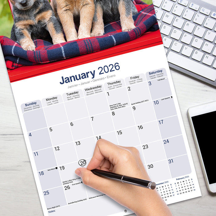 Australian Cattle Dog 2026 Square Wall Calendar