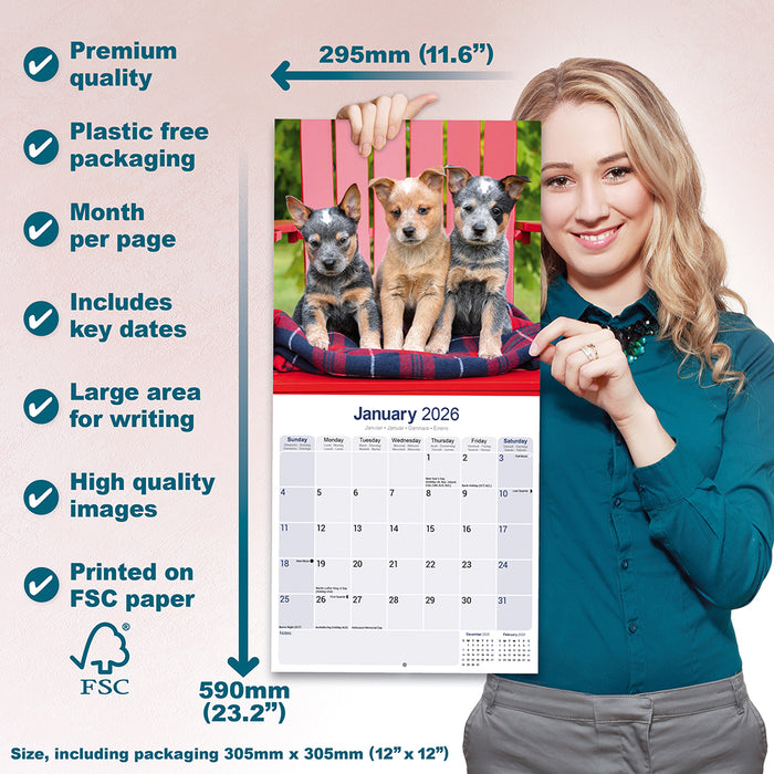 Australian Cattle Dog 2026 Square Wall Calendar