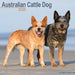 Australian Cattle Dog 2026 Square Wall Calendar