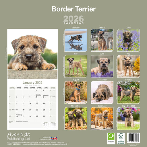 Border Terrier 2026 Square Wall Calendar (Online Exclusive)