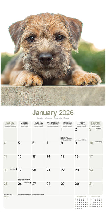 Border Terrier 2026 Square Wall Calendar (Online Exclusive)