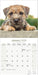 Border Terrier 2026 Square Wall Calendar (Online Exclusive)