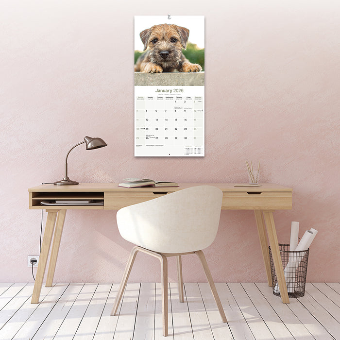 Border Terrier 2026 Square Wall Calendar (Online Exclusive)