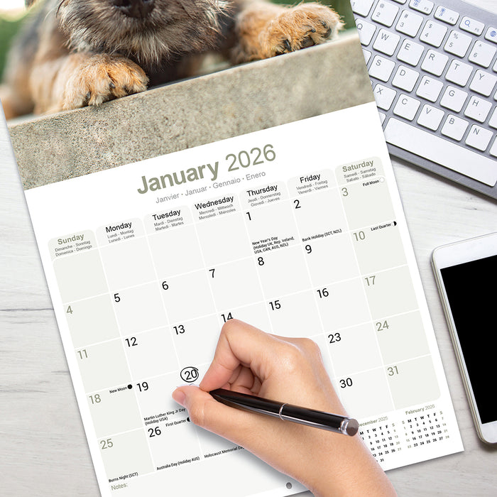 Border Terrier 2026 Square Wall Calendar (Online Exclusive)