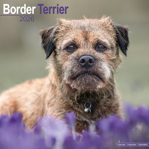 Border Terrier 2026 Square Wall Calendar (Online Exclusive)