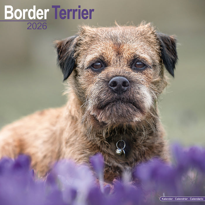 Border Terrier 2026 Square Wall Calendar (Online Exclusive)