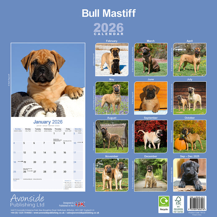 Bull Mastiff 2026 Square Wall Calendar (Online Exclusive)
