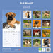 Bull Mastiff 2026 Square Wall Calendar (Online Exclusive)