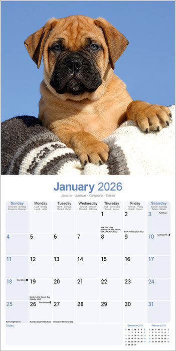 Bull Mastiff 2026 Square Wall Calendar (Online Exclusive)