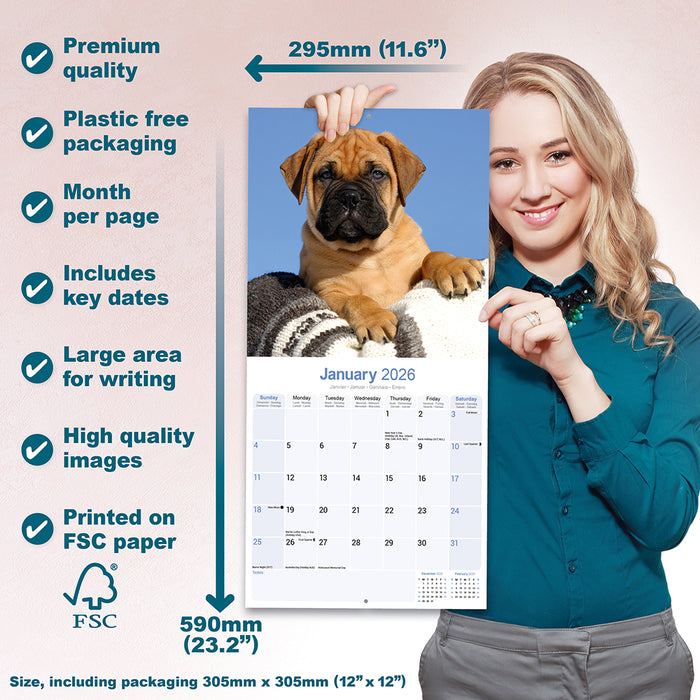Bull Mastiff 2026 Square Wall Calendar (Online Exclusive)