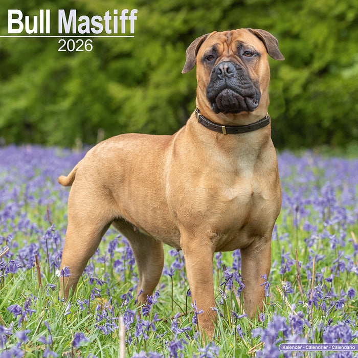 Bull Mastiff 2026 Square Wall Calendar (Online Exclusive)