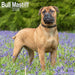 Bull Mastiff 2026 Square Wall Calendar (Online Exclusive)
