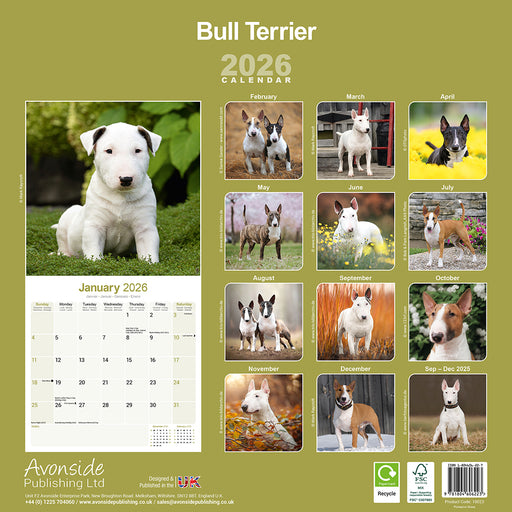 Bull Terrier 2026 Square Wall Calendar