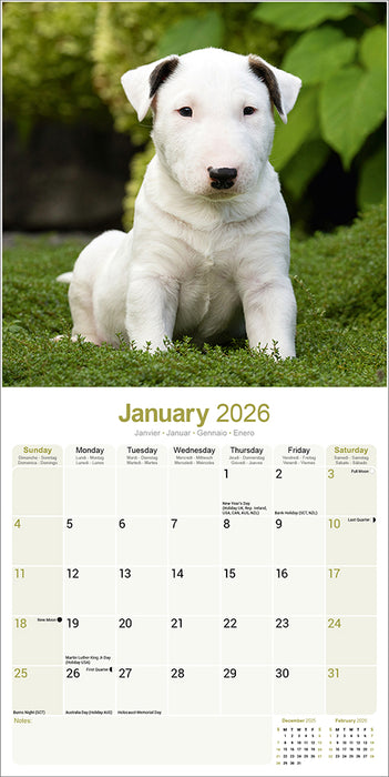 Bull Terrier 2026 Square Wall Calendar