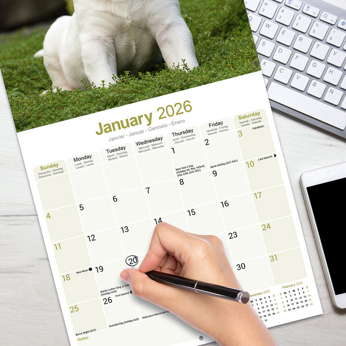 Bull Terrier 2026 Square Wall Calendar
