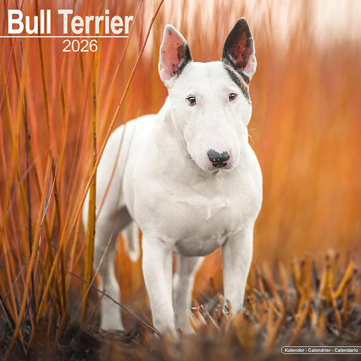 Bull Terrier 2026 Square Wall Calendar