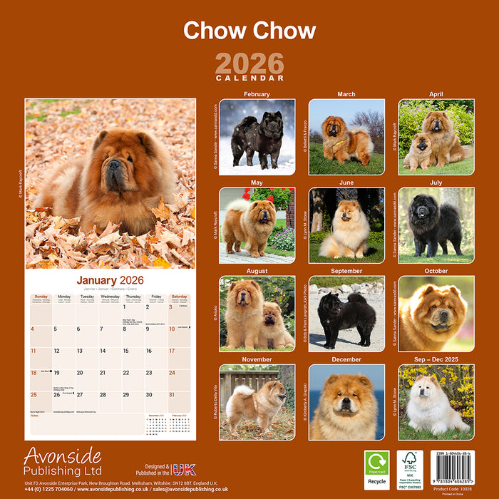 Chow Chow 2026 Square Wall Calendar