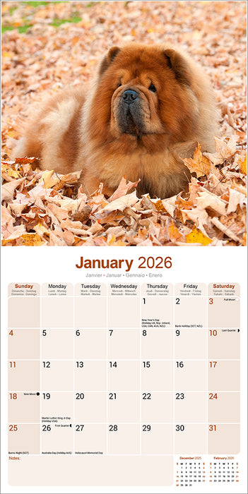 Chow Chow 2026 Square Wall Calendar