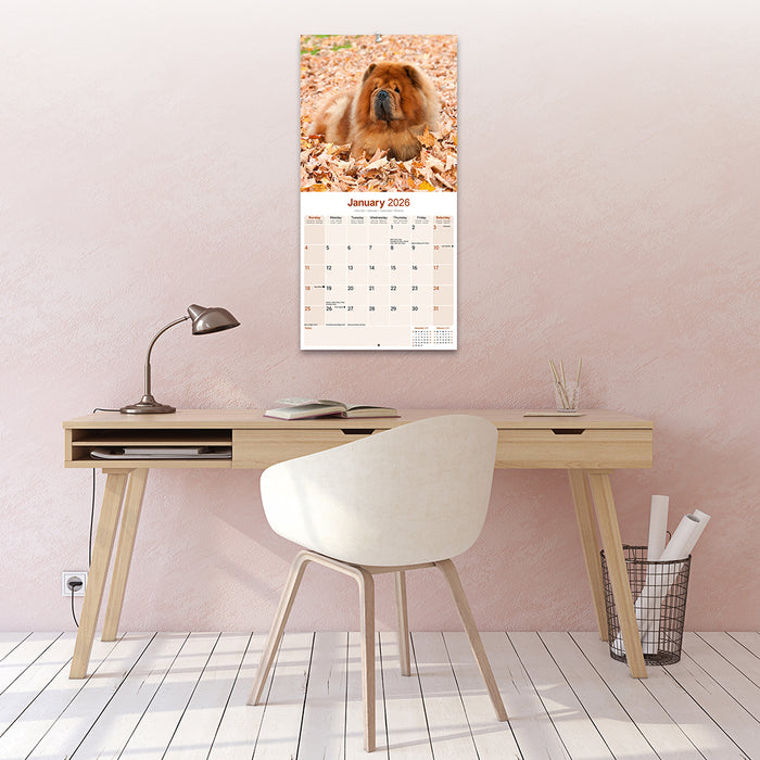 Chow Chow 2026 Square Wall Calendar