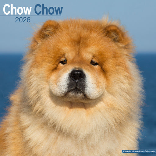 Chow Chow 2026 Square Wall Calendar