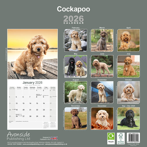 Cockapoo 2026 Square Wall Calendar