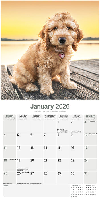 Cockapoo 2026 Square Wall Calendar