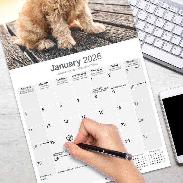 Cockapoo 2026 Square Wall Calendar