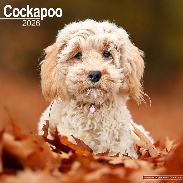 Cockapoo 2026 Square Wall Calendar