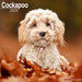 Cockapoo 2026 Square Wall Calendar