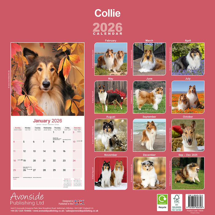 Collie 2026 Square Wall Calendar
