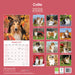 Collie 2026 Square Wall Calendar