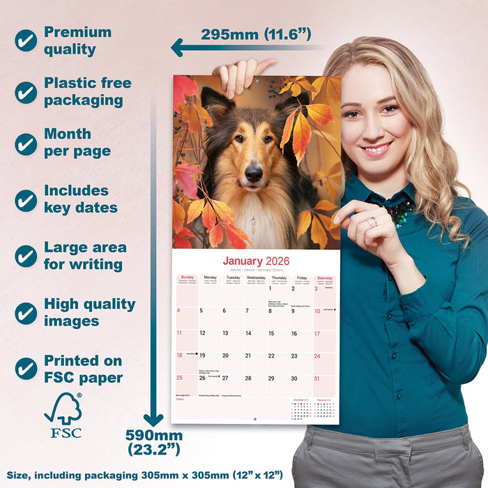 Collie 2026 Square Wall Calendar