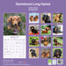 Longhaired Dachshund 2026 Square Wall Calendar (Online Exclusive)