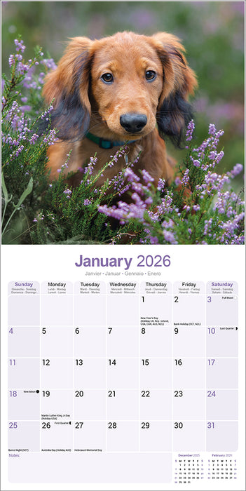 Longhaired Dachshund 2026 Square Wall Calendar (Online Exclusive)