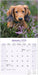 Longhaired Dachshund 2026 Square Wall Calendar (Online Exclusive)
