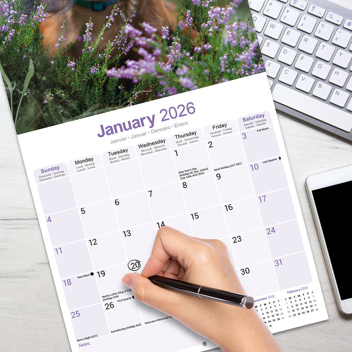 Longhaired Dachshund 2026 Square Wall Calendar (Online Exclusive)