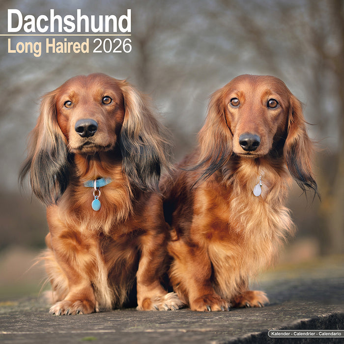 Longhaired Dachshund 2026 Square Wall Calendar (Online Exclusive)