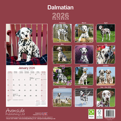 Dalmatian 2026 Square Wall Calendar