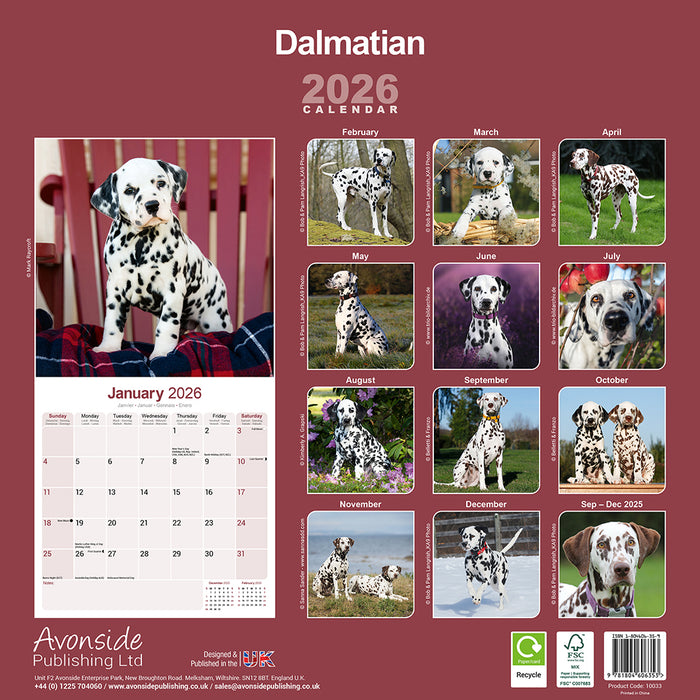 Dalmatian 2026 Square Wall Calendar