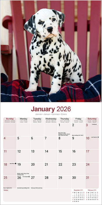 Dalmatian 2026 Square Wall Calendar