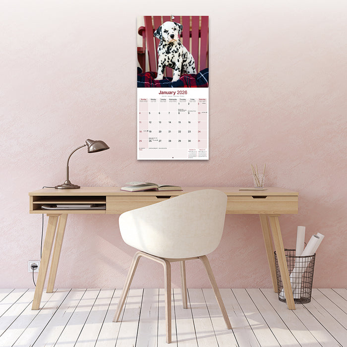 Dalmatian 2026 Square Wall Calendar