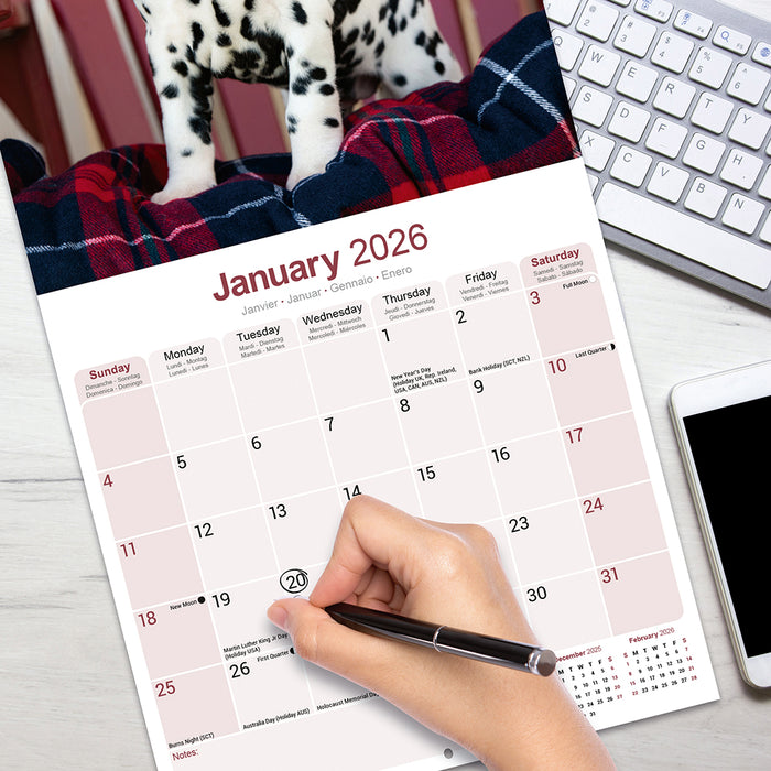 Dalmatian 2026 Square Wall Calendar
